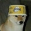 gang dog