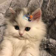 Big Avatar