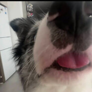 野生走地琦琦喵