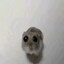 biba