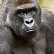 "APE'S TOGETHER STRONG"-MONKE