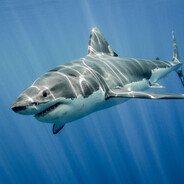 Great White