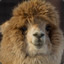 hungryalpaca