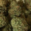 Yusuf Mohammad the Ganja Dealer