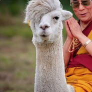 Лама мама лама папа лама сын. Ширап лама. Ганжур лама. Лама и человек. Родственник ламы.