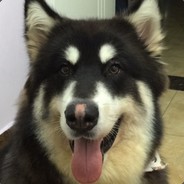 napoleoneisenhower11111111