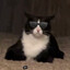 Tuxedo Car