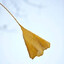 Ginkgo 银杏~~~