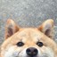 doge