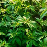 LubieRośliny8798770