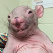 rato