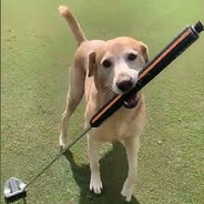 Mutt with a Putt
