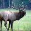 Enigmatic_Elk