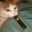 vaping cat 위에