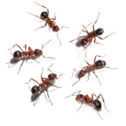 a team of ants doing their best