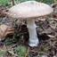 Huge_Fungus