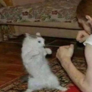 КоТ АпЕркОт