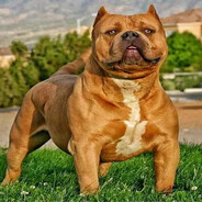 kebabneekeriö - steam id 76561199476846137