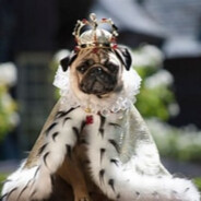 PugDynasty