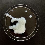 Щмерть в щперме