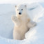 Polar-