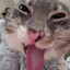 Meowlatov