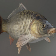 Караси мои караси