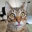 Gato OL[D]