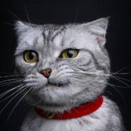 世界破烂小猫缝补