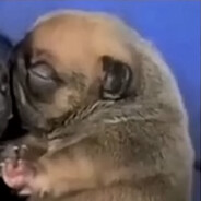 Настя Мирная