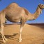 camel