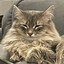 Awesome Cat