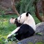 Hungry Panda