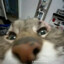goldenfox200906