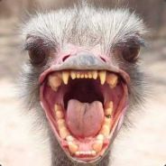 ℱℒℒℱℱℒ ҉҉҉҉҉҉