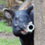 Herb the Tapir