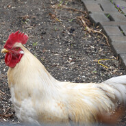 没招的蓝色充电宝040410