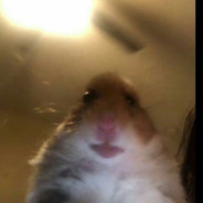 ★ХОМЯК★csgorun