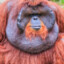 BeefMonkey23