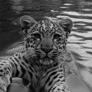 ˗ˏˋ ᵁ ᴹ ᴱ ᴰˎˊ˗