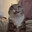 King4Cats