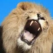 хавать жиесть