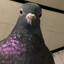 Mr.Pigeon