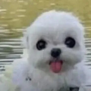 kakaspuppy