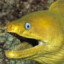 2%EEL