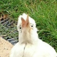 IINC0C OTC0CEH AJIJIAXY AK6AP