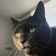 pat