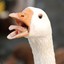 Grotesque Goose