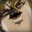 DIO 'WRYYYY' BRANDO