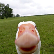 dangerous goose